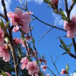 Maître praticienne Reiki, Conseillère agréée en Fleurs de Bach dans le 30 Gard autour de Quissac