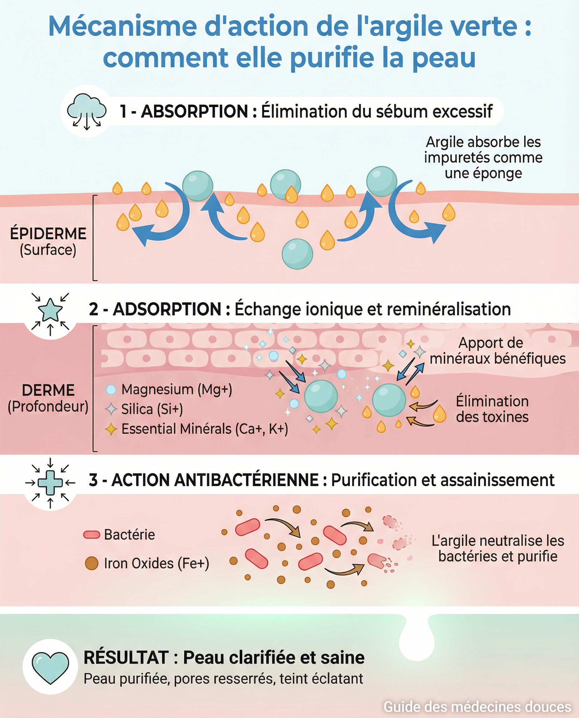 Le mécanisme d'action de l'argile verte